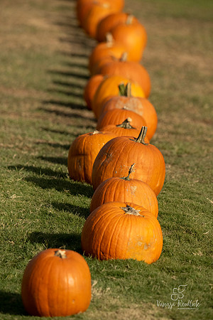 Pumpkins3150