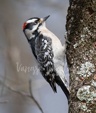As seen in Birds & Blooms Magazine January 2023 Issue. Downy Woodpecker 3938