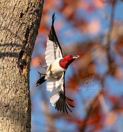 Red-headed Woodpecker 0839